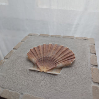 Saint Jacques 02 - L'Aube