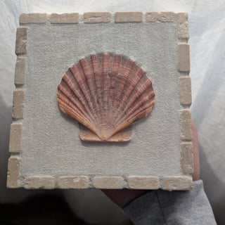 Saint Jacques 05 - Rayon